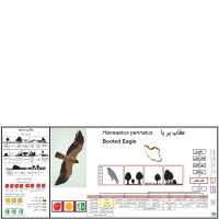 گونه عقاب پر پا Booted Eagle 